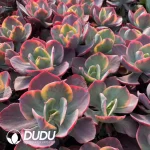 Echeveria Field Variegated - Image 2