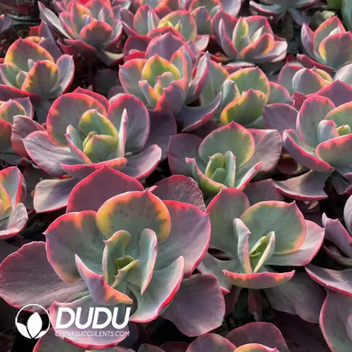 Echeveria Field Variegated - Image 2