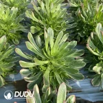 Aeonium Male God Clustering - Image 2