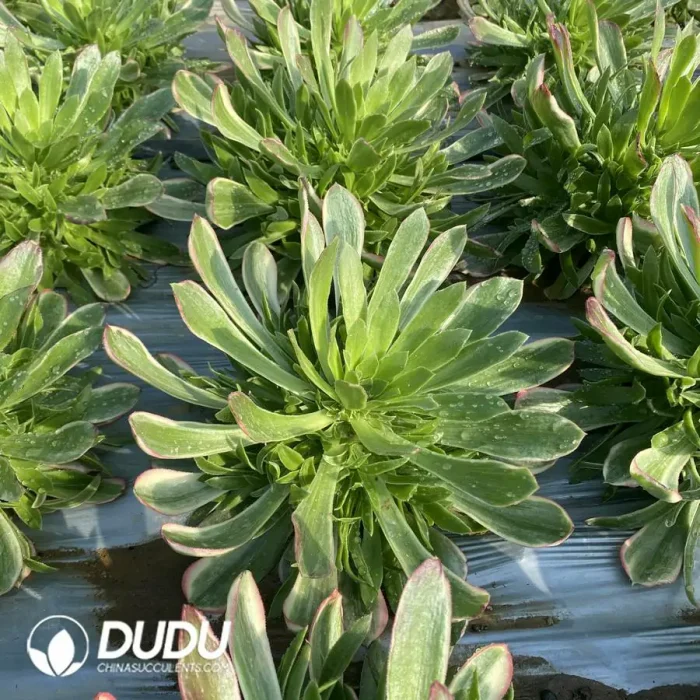 Aeonium Male God Clustering - Image 2