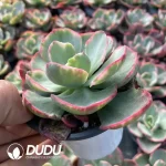 Echeveria Red Prom Dress Variegated - Image 2