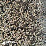 500-700pcs Lithops C188 - Image 2