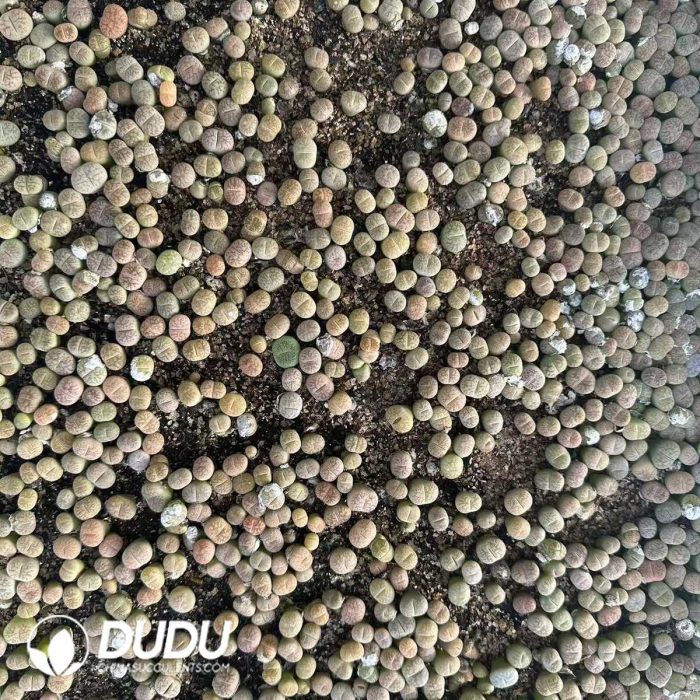 500-700pcs Lithops C188 - Image 2