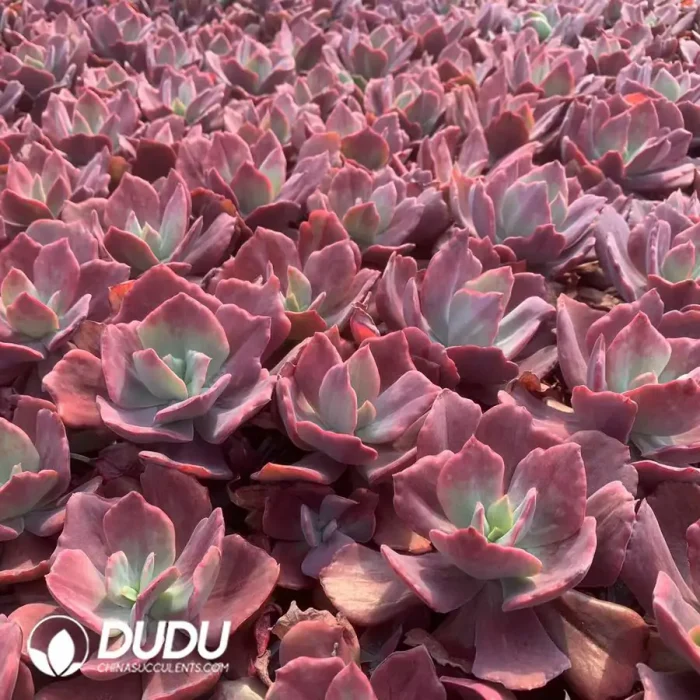 Echeveria Diamond Variegated - Image 2