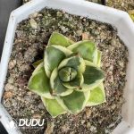 Agave Hedgehog Ice Blue Variegated - Image 2