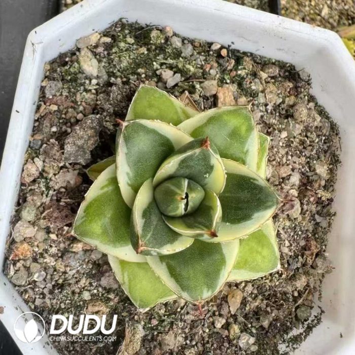 Agave Hedgehog Ice Blue Variegated - Image 2