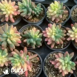 Sedum pachyphyllum  general variegated - Image 2