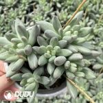 Cactus-Eriosyce Bulbocalyx without Root - Image 2