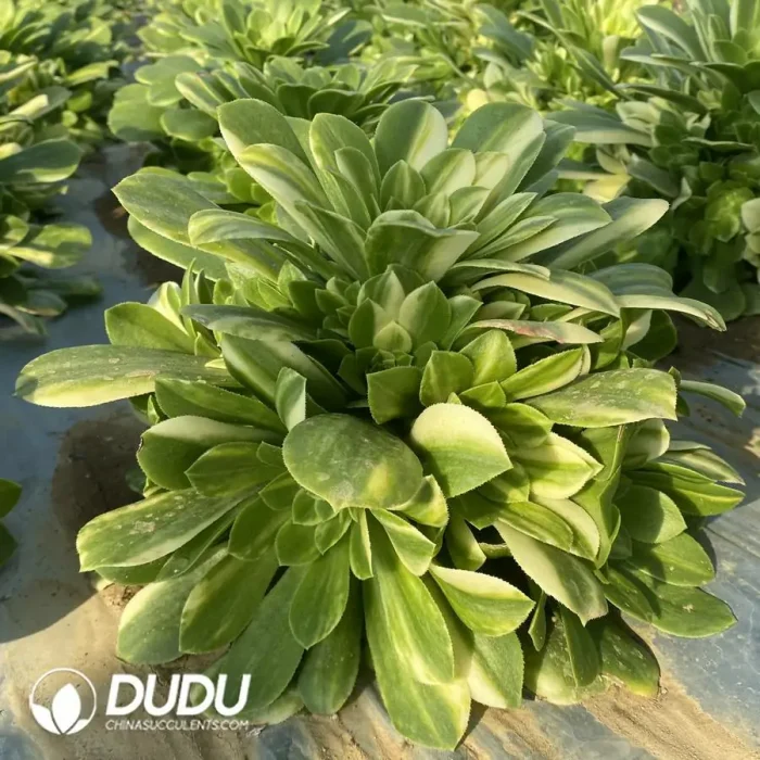 Aeonium Colorful Glass Clustering - Image 2