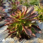 Aeonium Morandi Clustering - Image 2