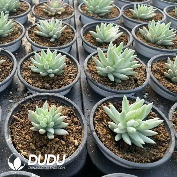 Sedum Thousand Buddha Hands Brocade Variegated - Image 2