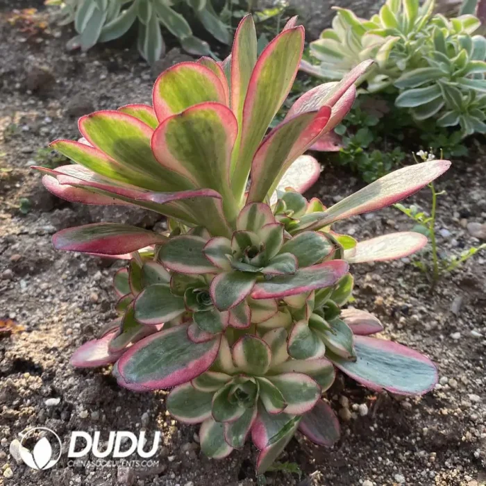 Aeonium Charm Gold Rose Clustering - Image 2