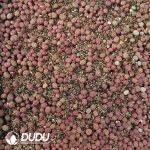 600-900pcs Lithops otzeniana Nel - Image 2