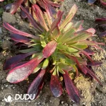 Aeonium Colorful Medusa Clustering - Image 2