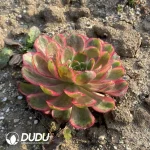 Aeonium Carat Lover - Image 2