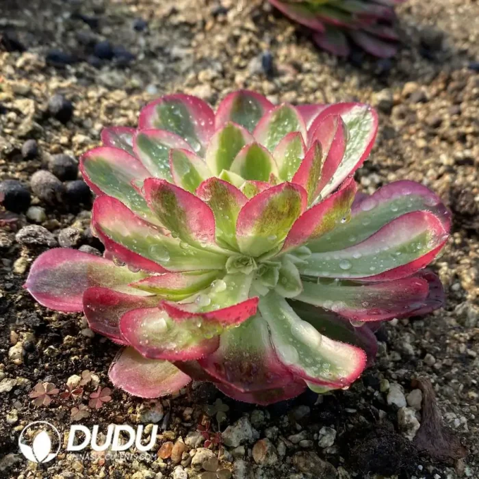 Aeonium Goodluck Clustering - Image 2