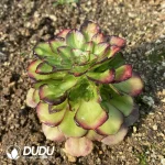 Aeonium Neptune Colorful Clustering - Image 2