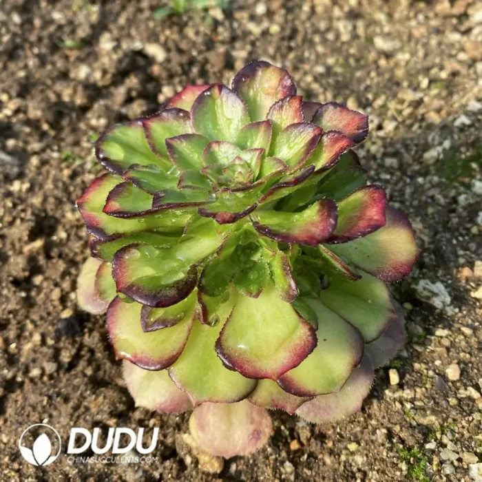 Aeonium Neptune Colorful Clustering - Image 2