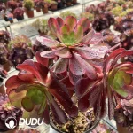 Aeonium European Purple Grafted Ou Jiali - Image 2
