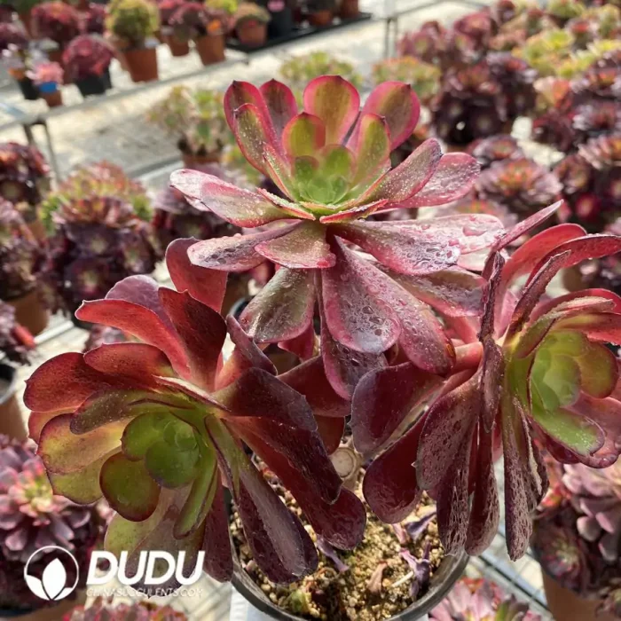 Aeonium European Purple Grafted Ou Jiali - Image 2