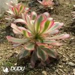 Aeonium Alice Clustering - Image 2