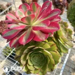 Aeonium Halloween Silky Grafted Pink Witch No.2 - Image 2