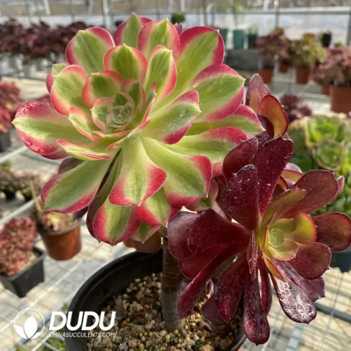 Aeonium European Purple Grafted Pink Witch No.1 - Image 2