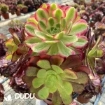 Aeonium European Purple Grafted Pink Witch No.2 - Image 2