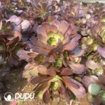 Aeonium Peach Blossom Stone Clustering - Image 2