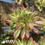 Aeonium Godness Clustering - Image 2