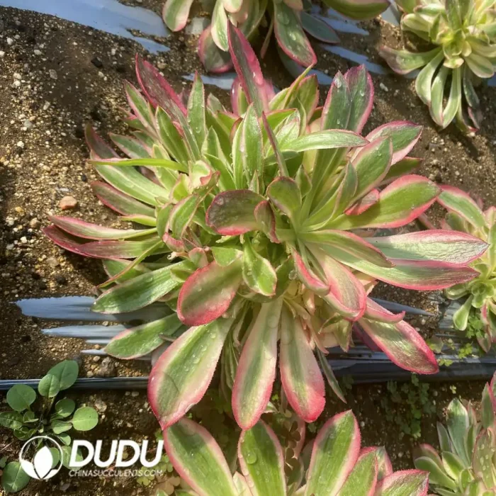 Aeonium Godness Clustering - Image 2