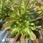 Aeonium Black Angel Clustering - Image 2