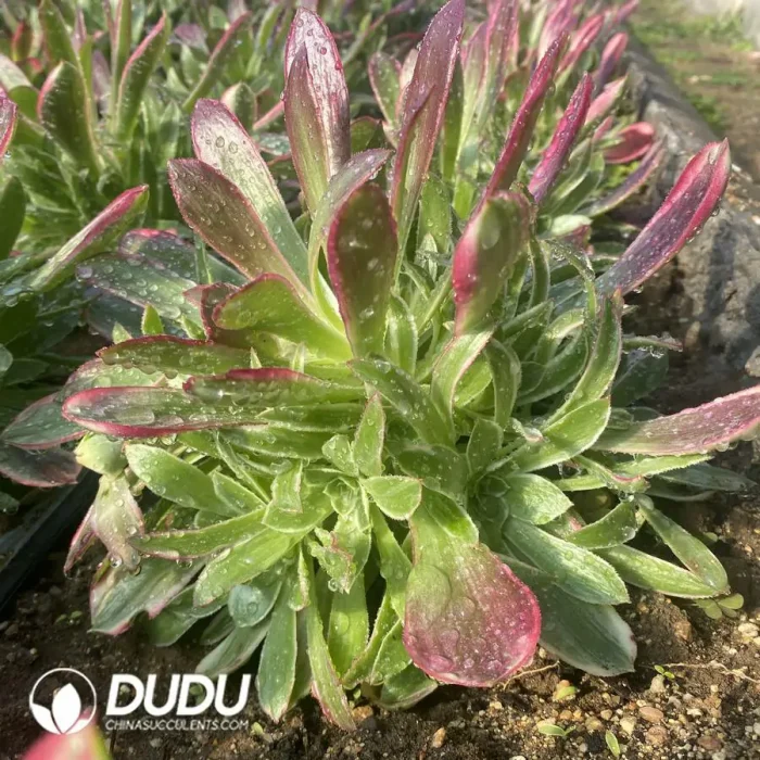 Aeonium Men God Clustering - Image 2