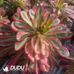 Aeonium Lina Clustering - Image 2