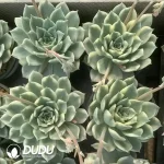 Echeveria Erica Variegated - Image 2