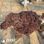 Aeonium Blushing Beauty Cristata - Image 2