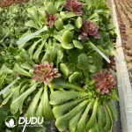 Aeonium Coloured Glaze Grafted With Aeonium Charm Gold Rose Var. - Image 2