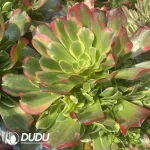 Aeonium Tesla Clustering - Image 2