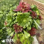 Aeonium Colorful Glass Grafted Wedding Dress Charming Golden Rose - Image 2