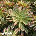 Aeonium Garnet White Variegated Clustering - Image 2
