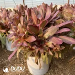 Aeonium Huansha Clustering - Image 2