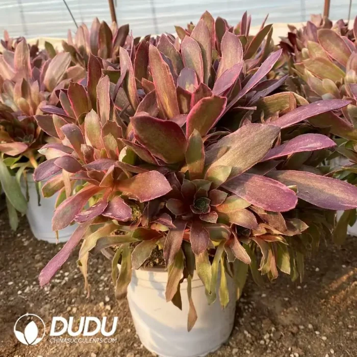 Aeonium Huansha Clustering - Image 2