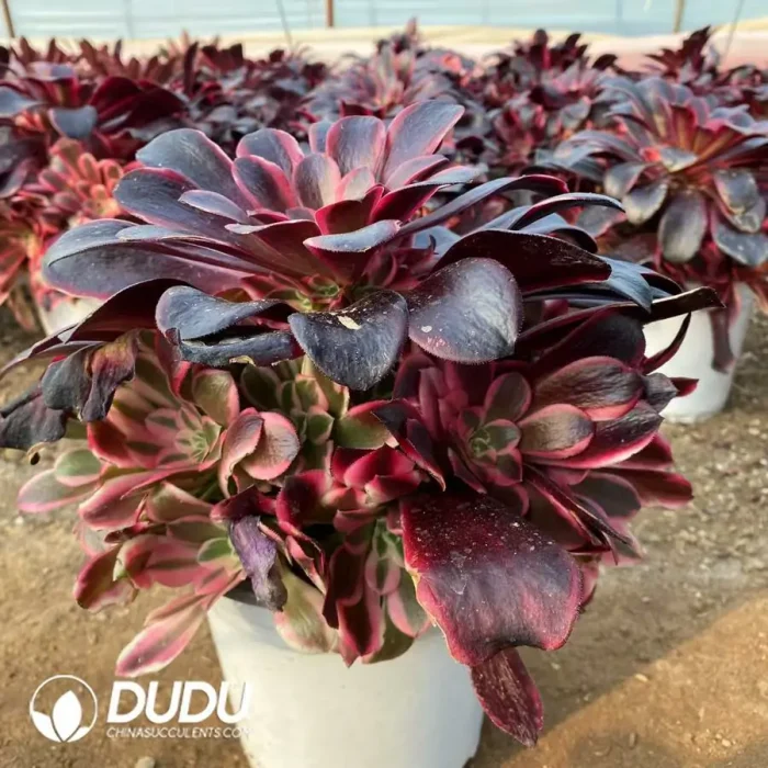 Aeonium Venom Medusa - Image 2