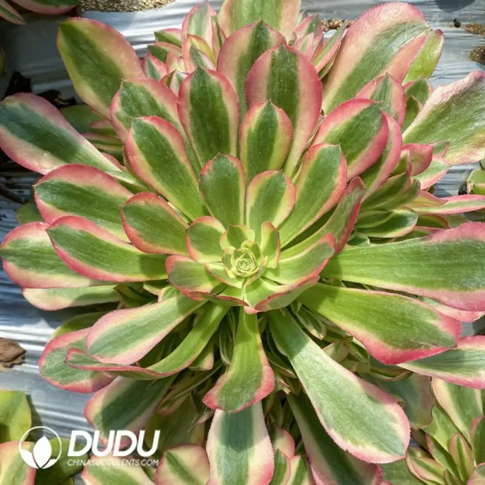 Aeonium Athena Clustering - Image 2