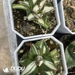 Agave White thorn Variegated - Image 2