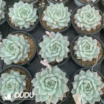 Echeveria TP Variegated - Image 2