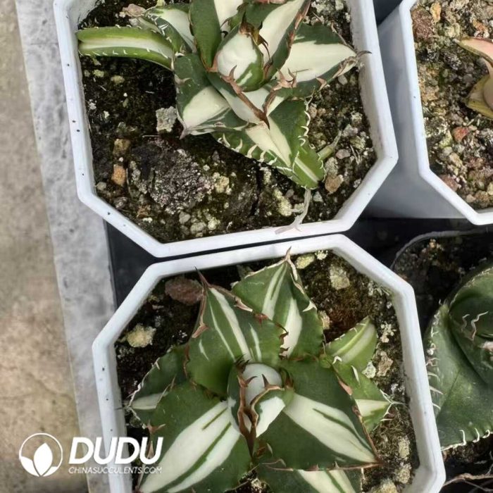 Agave White thorn Variegated - Image 2