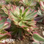 Aeonium Yan Ruyu Clustering - Image 2