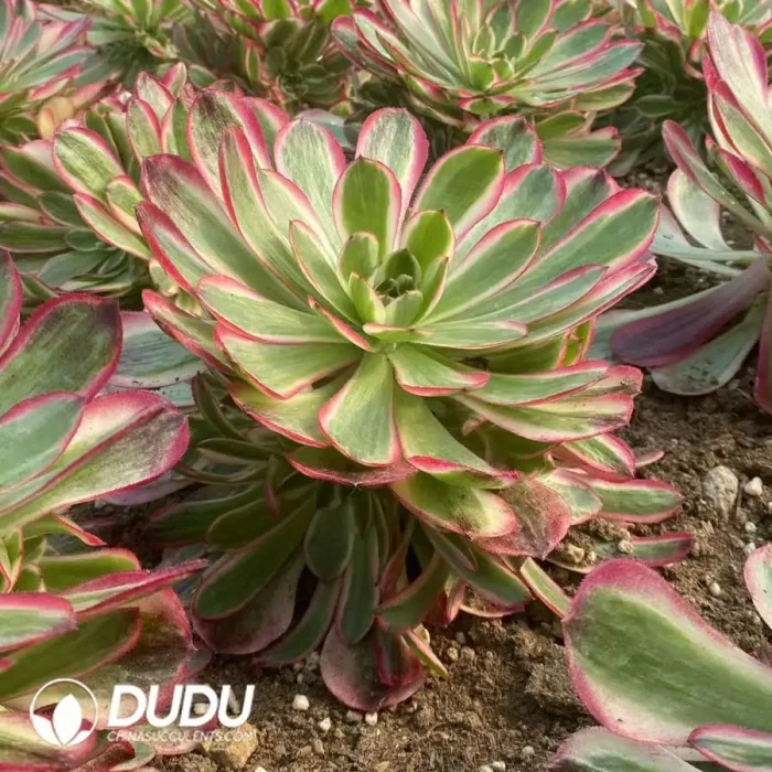 Aeonium Yan Ruyu Clustering - Image 2