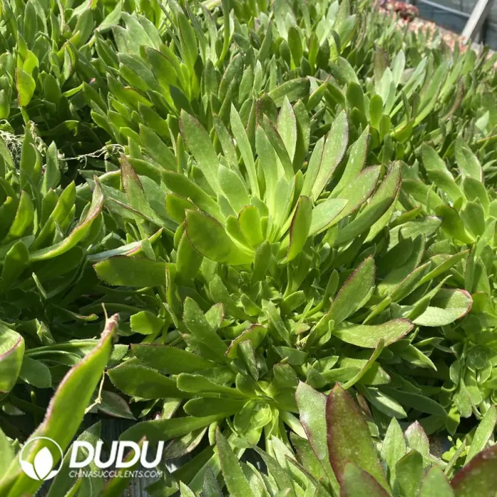 Aeonium Rising Sun Clustering - Image 2